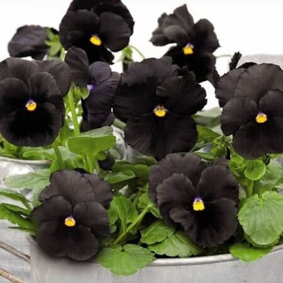 Aywal Pansy Swiss Gaint Mixed Flower Seed(20 per packet)