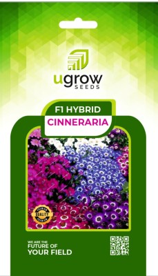 U-GROW INDIA UGROW INIDA CINERARIA,HYBRID CINERARIA MIX,CINERARIA FLOWER ,CINERARIA PLANT Seed(40 per packet)