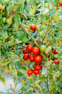 BASF tomato Seed(125 per packet)