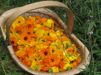 GREENSEA Calendula Flower Seed(25 per packet)