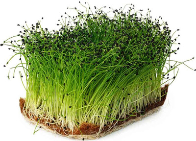 Qualtivate HUA-1A ONION RED Microgreen Seeds Seed(500 per packet)