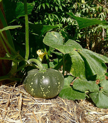 VibeX LX-81 - Pumpkin Kaddu Vegetable Hybrid - (100 Seeds) Seed(100 per packet)