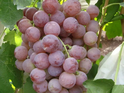 PASCLE Red Globe, Flame Grapes Seed(100 per packet)