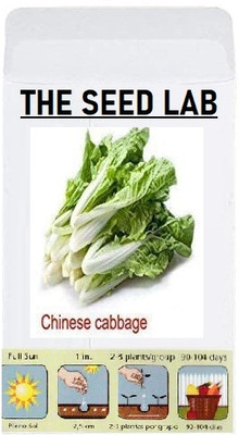 CYBEXIS Organic Vegetable Seeds-Chinese Cabbage2000 Seeds Seed(2000 per packet)
