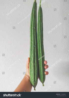 Paudhaa F1 best quality RIDGE GOURD Seed(18 per packet)