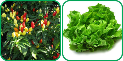 WILLVINE GOI -VII Lettuce And Ornamental Chilli[10gm, 2000 Seeds] Seed(2000 per packet)