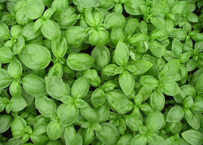 XEFRA Basil Organic Herb Seed(70 per packet)