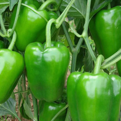 VASUDHA Organic Capsicum/Bell Pepper Seed(250 per packet)