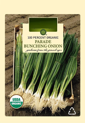 CYBEXIS LXI-56 - Bunching Onion White - (4500 Seeds) Seed(4500 per packet)