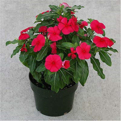 Lorvox Vinca flower seeds mix, high germination Seed(100 per packet)