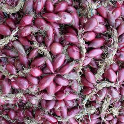 CYBEXIS Red Onion Seeds Biennial Allium Cepa1000 Seeds Seed(1000 per packet)