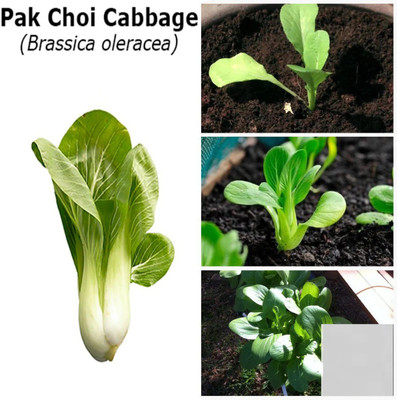 Atlus Pak Choi Cabbage (Brassica oleracea) Seed(150 per packet)
