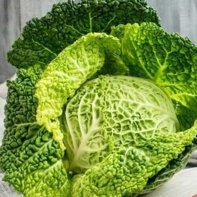 WILLVINE VMR -IX Savoy Perfection Cabbage [50g] Seed(15000 per packet)