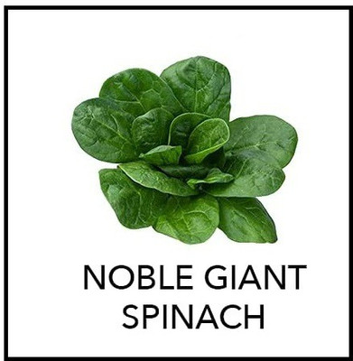 CYBEXIS Noble Giant Spinach 2000 Seeds Seed(2000 per packet)