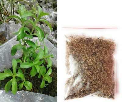 KNESSiN Stevia Sweetleaf Herb Plant[400 Seeds] Seed(400 per packet)