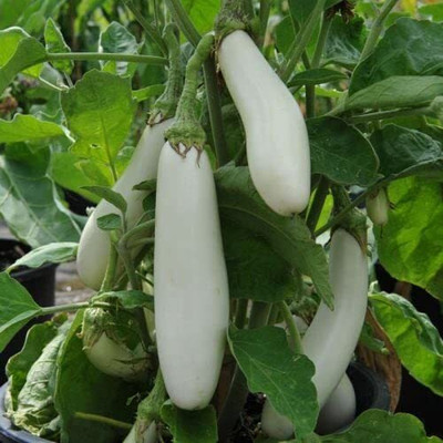 Aywal Brinjal Seed(190 per packet)