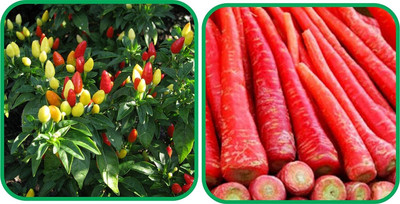 WILLVINE HUA -XI Redish Red And Ornamental Chilli[25gm, 5000 Seeds] Seed(5000 per packet)