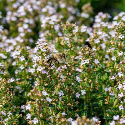 Qualtivate PUAS-5A Thyme Herb Seeds Seed(50 per packet)