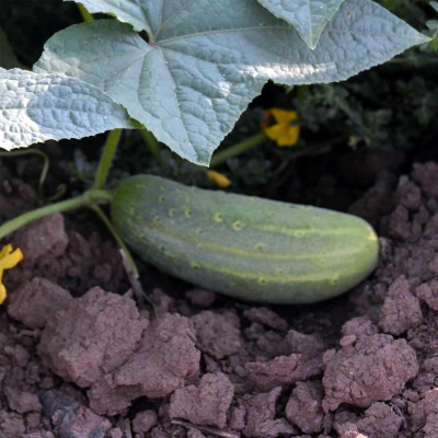WHYGI Heirloom Jointed Gourd-Hairy Melon Seeds(Mokwa Long)-CuC_431 Seed(80 per packet)