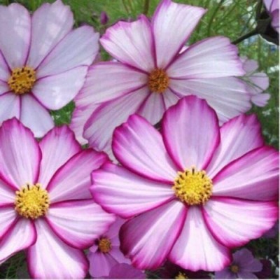 VibeX VVI-72 - Capriola Cosmos Flower - (270 Seeds) Seed(270 per packet)