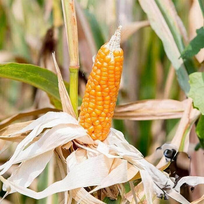 Jui Popcorn Seed(25 per packet)