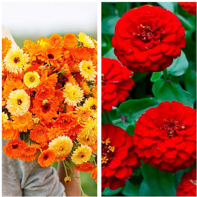 LPR MIX COMBO, FLOWER COMBOO Seed(15 per packet)