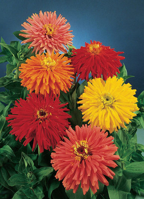 VibeX VVI-4 - Imp. Cactus Flowered Mix Zinnia - (30 Seeds) Seed(30 per packet)