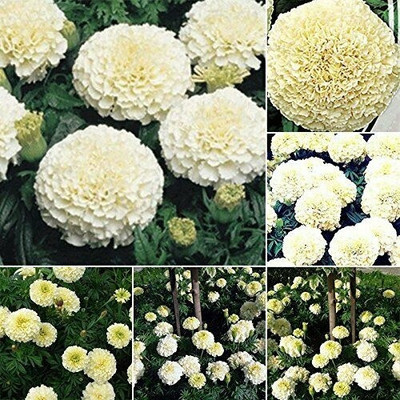 VibeX ® RXI-755 Marigold Double White-Seeds Seed(500 per packet)
