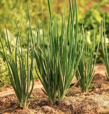 Qualtivate PUA-3A Evergreen Bunching Nebuka Onion Seeds Seed(500 per packet)