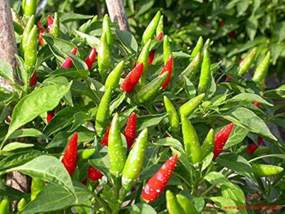 ibains Hybrid green chilli seeds Seed(155 per packet)