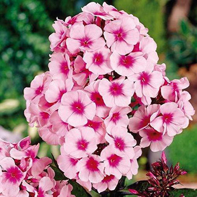 CYBEXIS PHLOX MIXED COLOUR FLOWER F1 HYBRID SEEDS GOOD GERMINETION Seed(50 per packet)