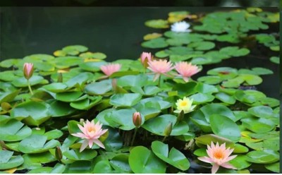 VibeX HUA-82 - Water Lily Flower - (90 Seeds) Seed(90 per packet)