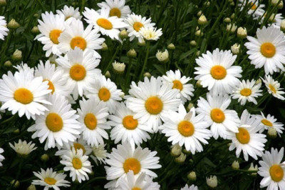 CYBEXIS XL-97 - Shasta Daisy - (60 Seeds) Seed(60 per packet)