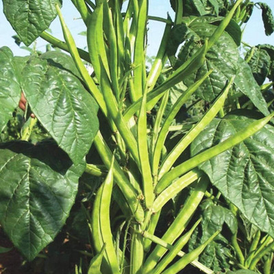 XOLDAA CLUSTER BEANS SEEDS Seed(10 per packet)