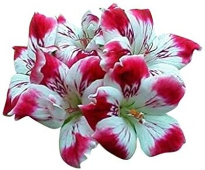 FUTABA Pelargonium Flower Seeds-Pink And White Seed(100 per packet)
