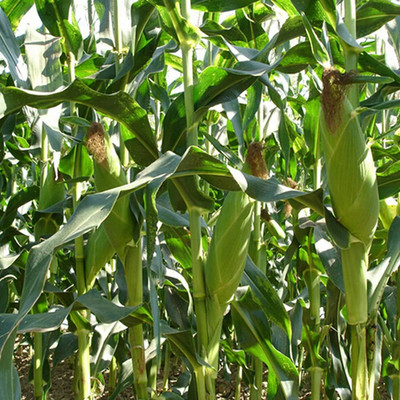CYBEXIS Corn Yellow Seeds Seed(2000 per packet)