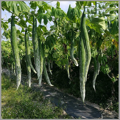 Qualtivate JXL-8AT F1 Snake Gourd Seeds Seed(25 per packet)
