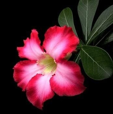 Qualtivate HUA-562 Adenium Obesum Desert Rose Seed(30 per packet)