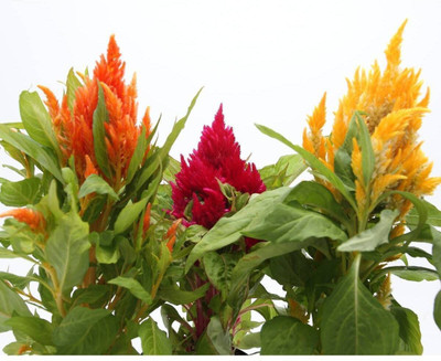Quentova Celosia- Lilliput Kewpie Seed(100 per packet)