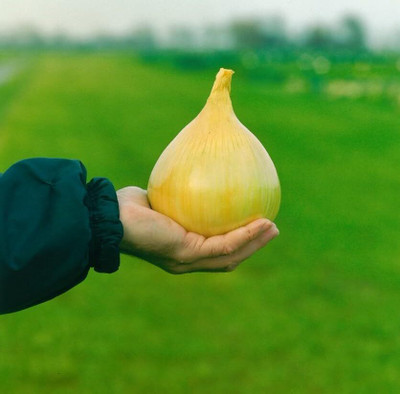 KNESSiN Heirloom Jumbo Exhibition Onion Seeds For Kitchen Gardening-(1200 Seeds) Seed(1200 per packet)