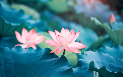 MAKHAN lotus,kamal gatta Seed(11 per packet)