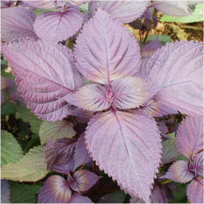 VibeX NDIR-17 - Red Shiso Herb Perilla - (250 Seeds) Seed(250 per packet)