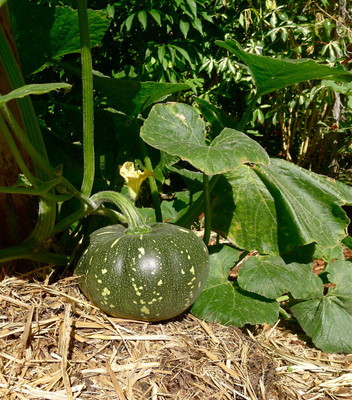 GREENSEA Pumpkin, Kadddu, Kumro Hybrid Seed(77 per packet)