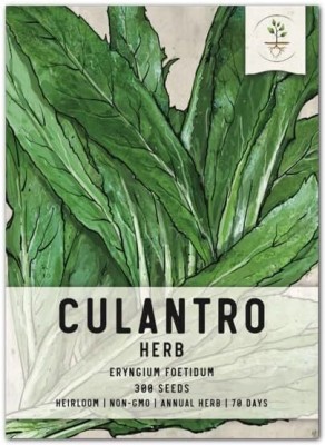 Qualtivate PAU-152 Culantro Seeds(Eryngium foetidum) Seed(500 per packet)