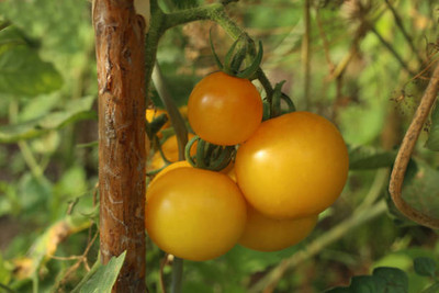 Onecare tomato Seed(65 per packet)