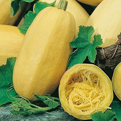 KNESSiN F1 Hybrid Spaghetti Squash Seeds for Home Gardening - (200 Seeds) Seed(200 per packet)
