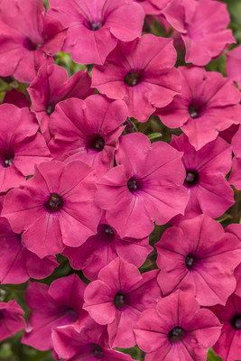 WHADE Fuchsia Petunia hybrid Seed(150 per packet)
