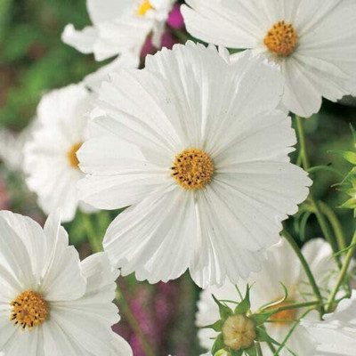 VibeX XLR-57 - White Cosmos Flower - (270 Seeds) Seed(270 per packet)