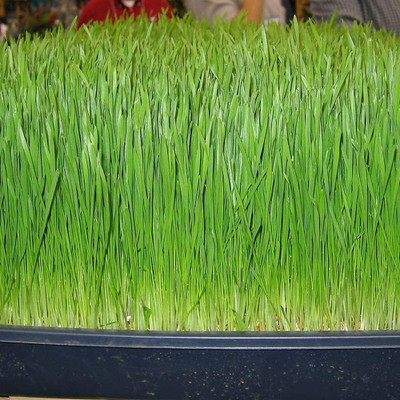 CYBEXIS F1 Hybrid Leek/Chives Seeds Featured Natural Grow Rest Assured2800 Seeds Seed(2800 per packet)