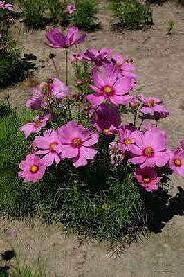 Seedsqlty cosmos flower seeds for home garden, high germination (55 seeds) Seed(55 per packet)